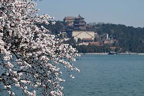 CHINA-BEIJING-SUMMER PALACE-BLOSSOMS (CN)