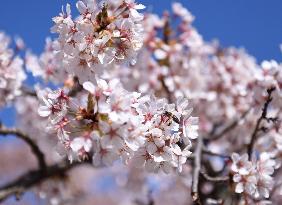 AUSTRIA-VIENNA-SPRING