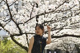 Tourists Enjoy Blooming Cherry Blossoms