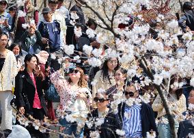 Tourists Enjoy Blooming Cherry Blossoms in Nanjing