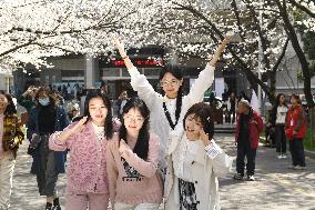 Tourists Enjoy Blooming Cherry Blossoms