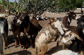 Burrolandia, Donkey Sanctuary In Otumba