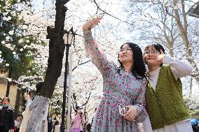 Tourists Enjoy Blooming Cherry Blossoms in Nanjing