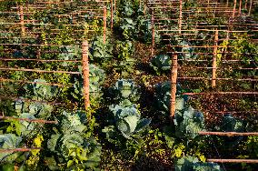 Cabbage - Brassica Oleracea Var. Capitata - Agriculture In India