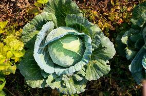 Cabbage - Brassica Oleracea Var. Capitata - Agriculture In India