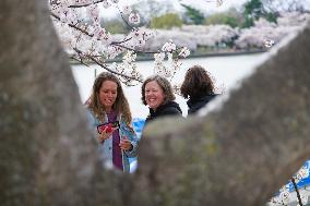 Cherry Blossoms At Tidal Basin