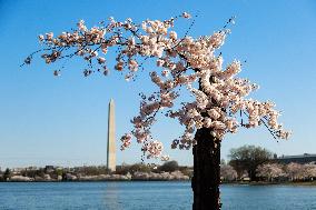 Popular Cherry Blossom Tree At Tidal Basin