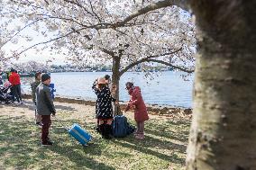 Cherry Blossoms At Tidal Basin