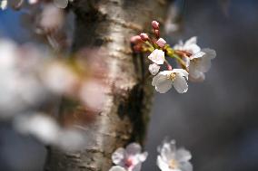 Cherry Blossoms At Tidal Basin