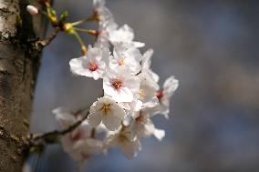 Cherry Blossoms At Tidal Basin