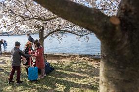 Cherry Blossoms At Tidal Basin