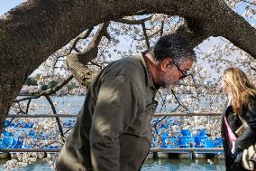 People Duck Under Cherry Blossom Tree In DC