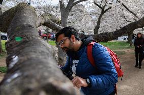 People Duck Under Cherry Blossom Tree In DC