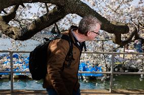 People Duck Under Cherry Blossom Tree In DC