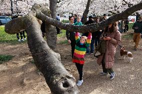 People Duck Under Cherry Blossom Tree In DC