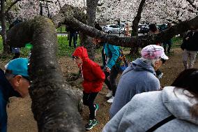 People Duck Under Cherry Blossom Tree In DC