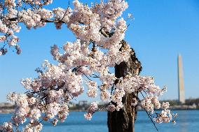 Popular Cherry Blossom Tree At Tidal Basin