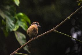 Brown Shrike - Lanius Cristatus - Animal India