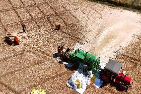 Harvesting Barley - India