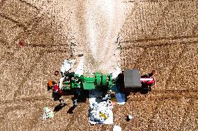 Harvesting Barley - India