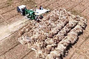 Harvesting Barley - India