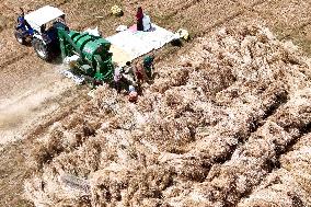 Harvesting Barley - India