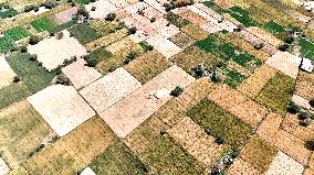 Harvesting Barley - India