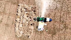 Harvesting Barley - India