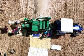 Harvesting Barley - India