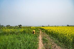 Agriculture In India - Mustard Plants