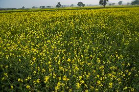 Agriculture In India - Mustard Plants