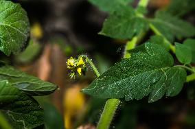 Agriculture In India - Solanum Lycopersicum -  Tomato