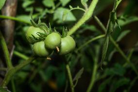 Agriculture In India - Solanum Lycopersicum -  Tomato