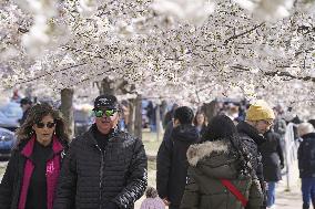 Cherry blossom festival in D.C.