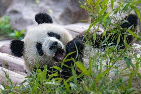 Chongqing Zoo Pandas