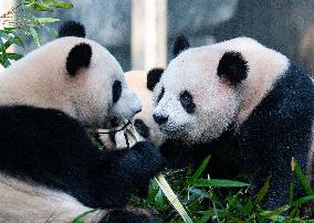 Chongqing Zoo Pandas