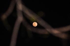 March's Full Moon - "Worm Moon" Or "crow Moon"