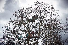After 37 Days In The Trees To Block The Cut Of Trees For The A69 Highway, 'Ecureuils Climb Down