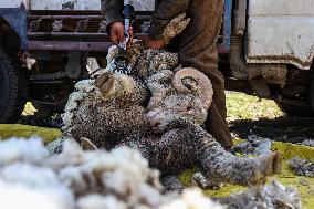 Sheep Shearing In Kashmir