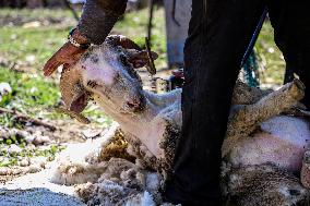 Sheep Shearing In Kashmir