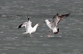 Sea Gulls at Dingxiang Lake in Shenyang