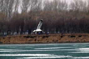 Sea Gulls at Dingxiang Lake in Shenyang