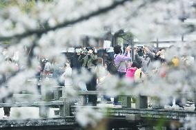 Tourists Enjoy Cherry Blossoms By The West Lake in Hangzhou