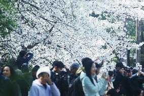 Tourists Enjoy Cherry Blossoms By The West Lake in Hangzhou
