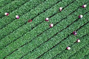 A Tea Plantation in West Lake in Hangzhou