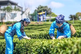 Tea Picking in Yichun