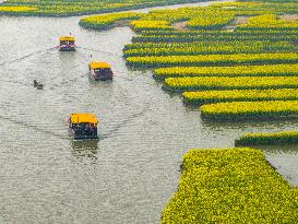Tourists Take boats ride to See The Blooming Rapeseed Flowers in Xinghua