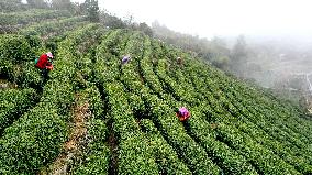 Tea Harvest in Fuding