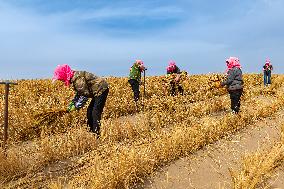 Afforestation And Greening Along The Jinhe Highway in Jiuquan