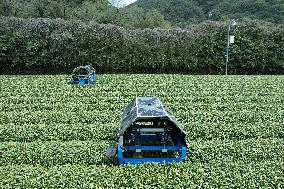 AI Tea Picking Robot